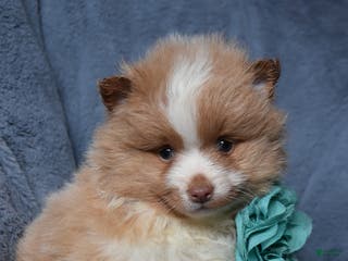 Pomeranian dogs Reece - Ad 7