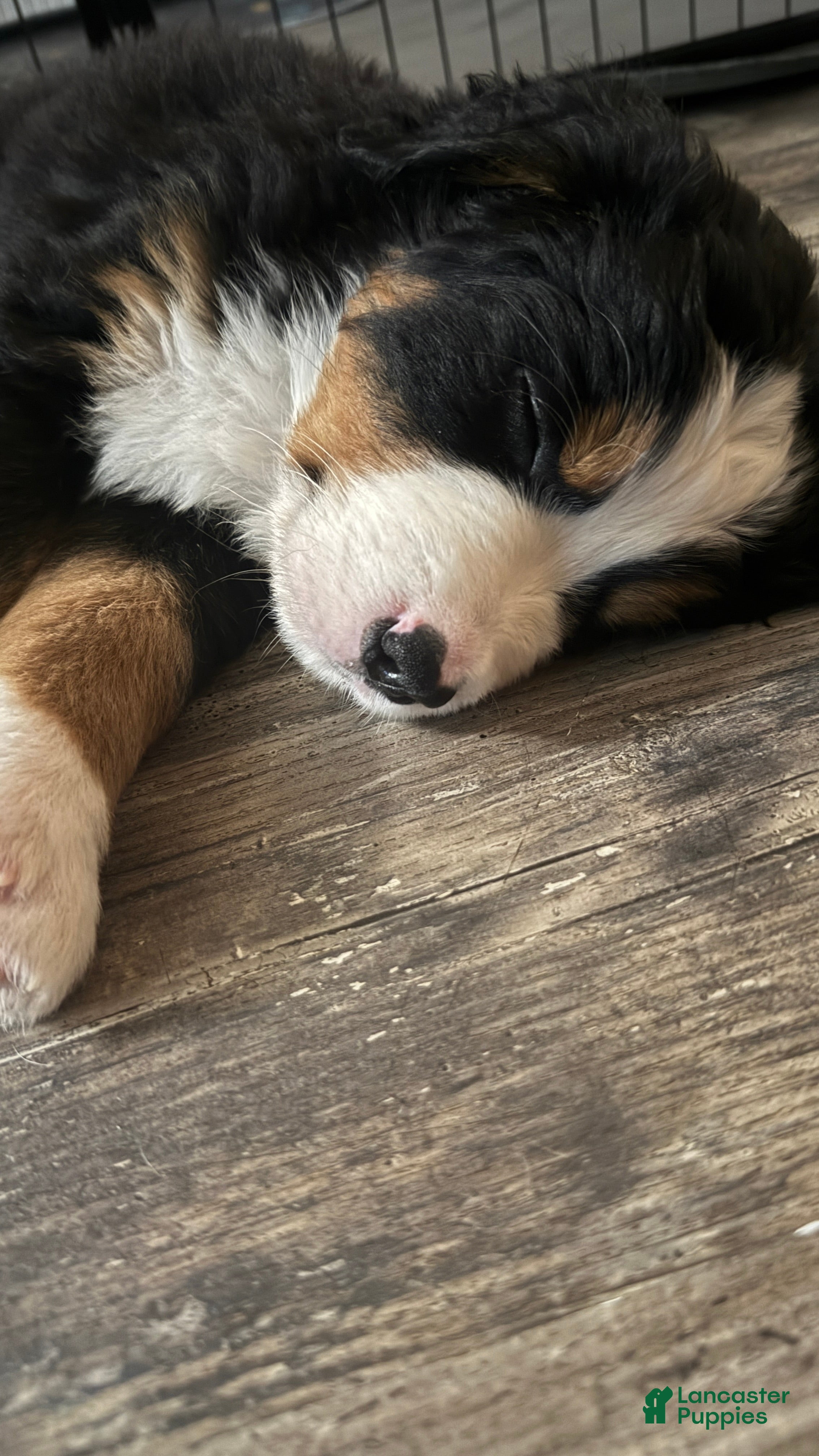 Bernese Mountain Dog dogs Red Boy - Ad 2