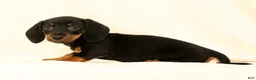 Miniature Dachshund dogs for sale: Jackie - Ad 5