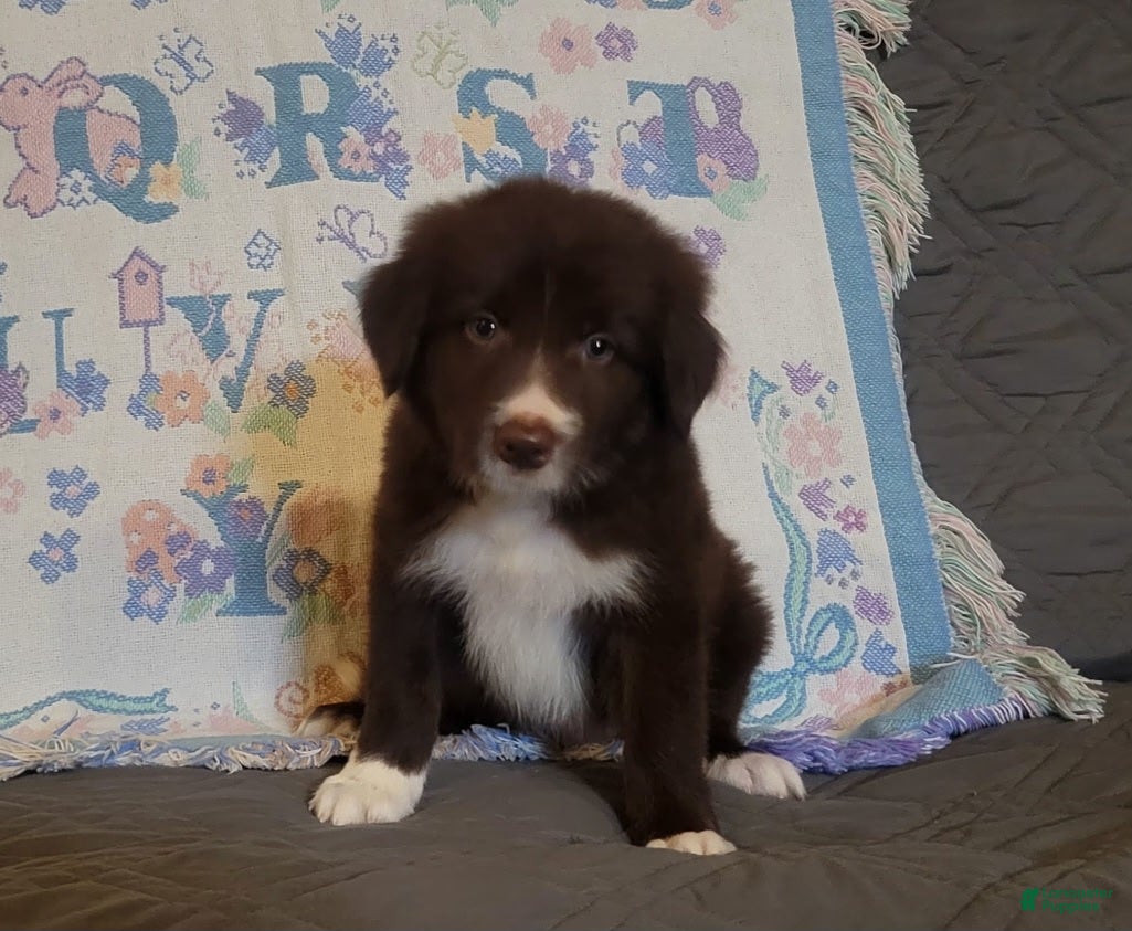Border Collie dogs Border Collie 2 - Ad 1