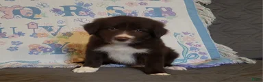 Border Collie 2