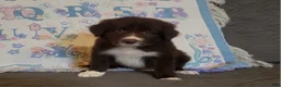 Border Collie dogs for sale: Border Collie 2 - Ad 1