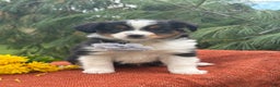 Miniature Australian Shepherd dogs for sale: Tango - Ad 12