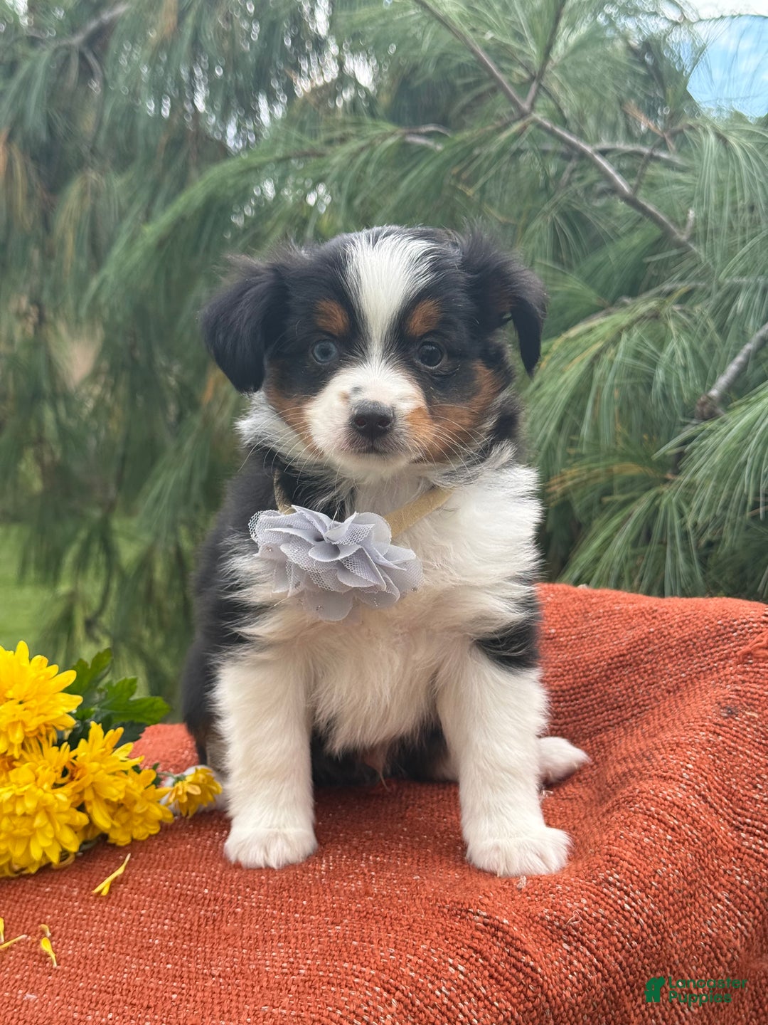 Miniature Australian Shepherd dogs for sale: Tango - Ad 12
