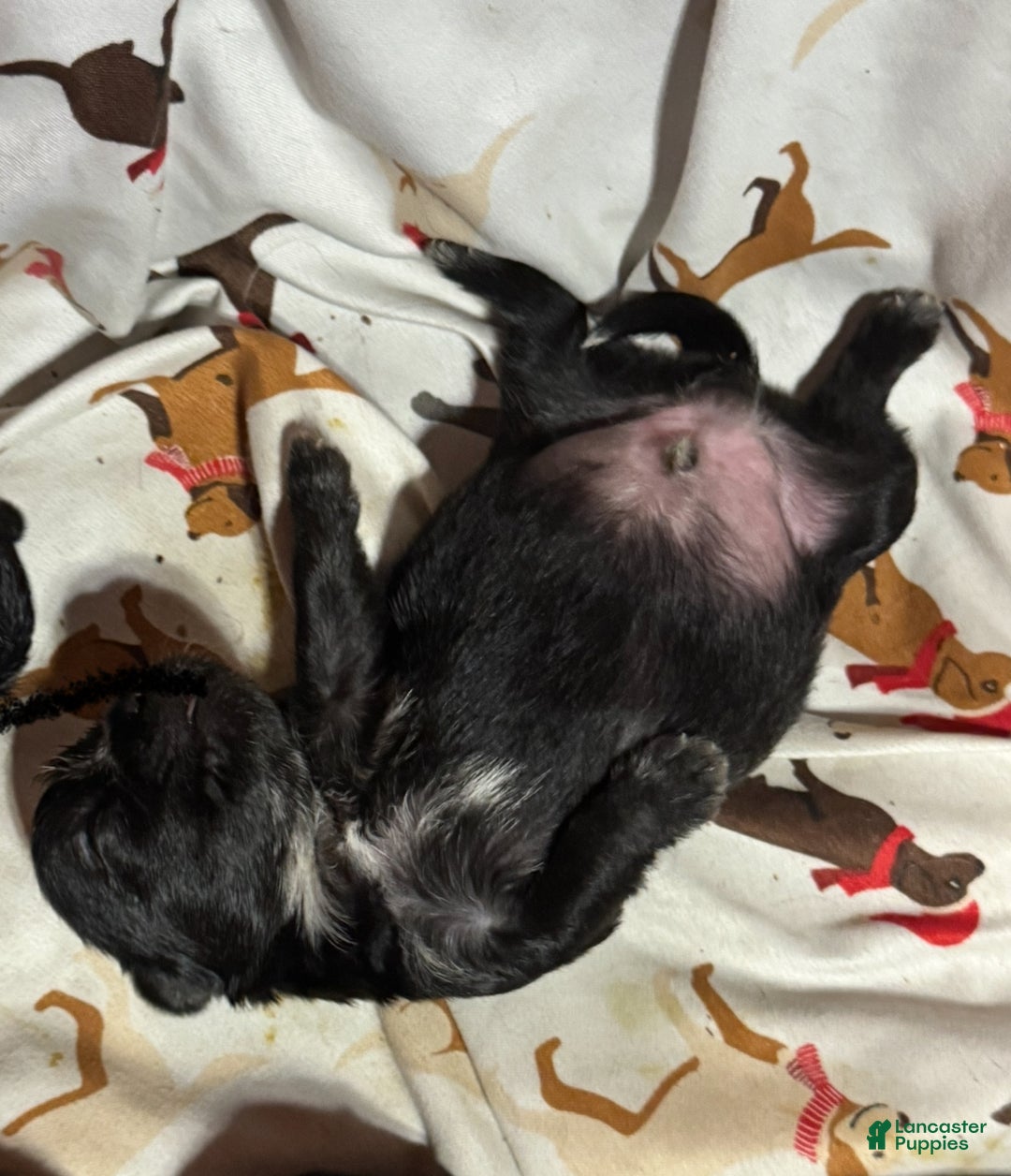 Shihpoo dogs for sale: Life - Ad 6