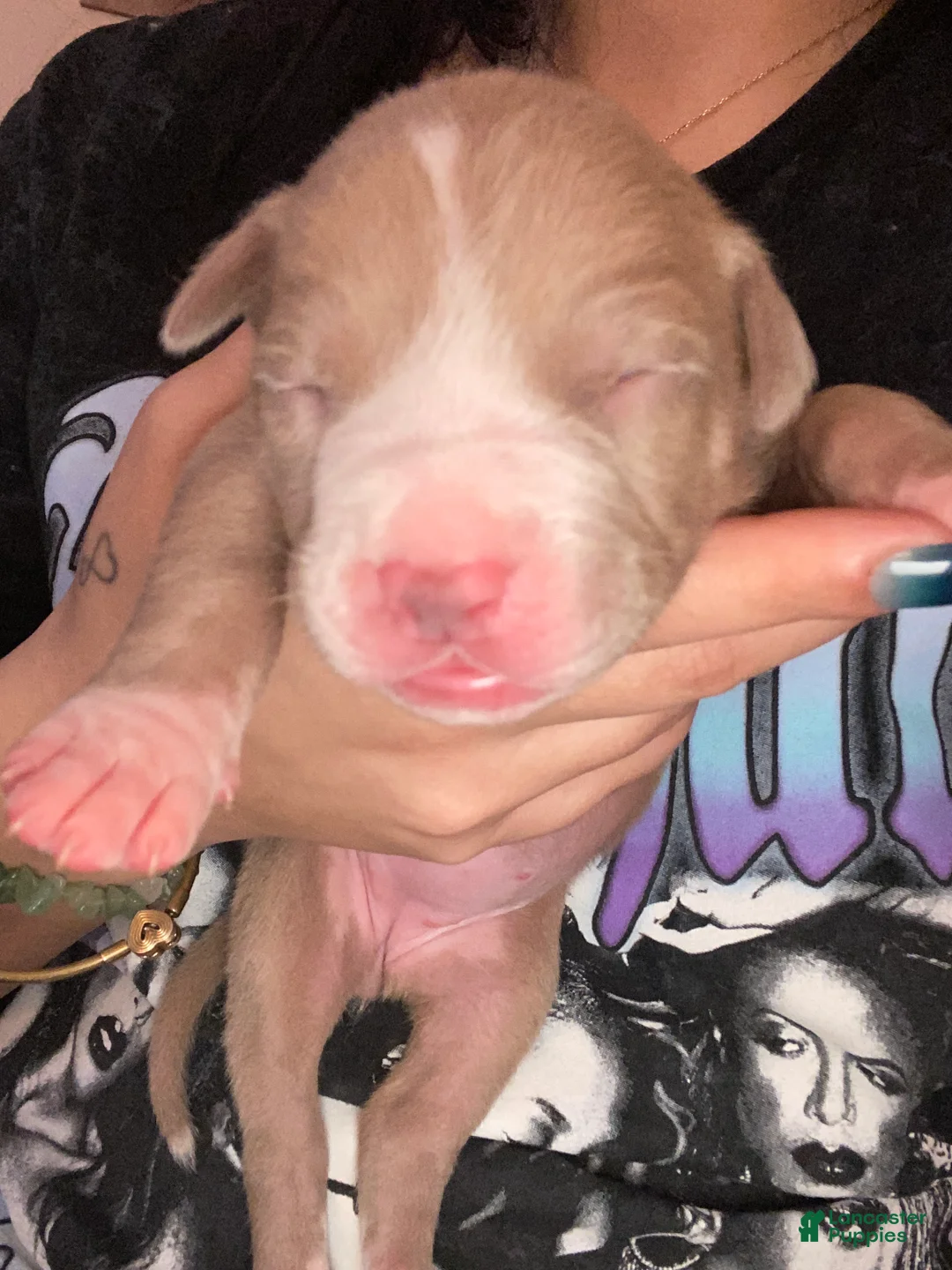 Mixed Breed dogs for sale: Mixed Breed Puppy 3 - Ad 1