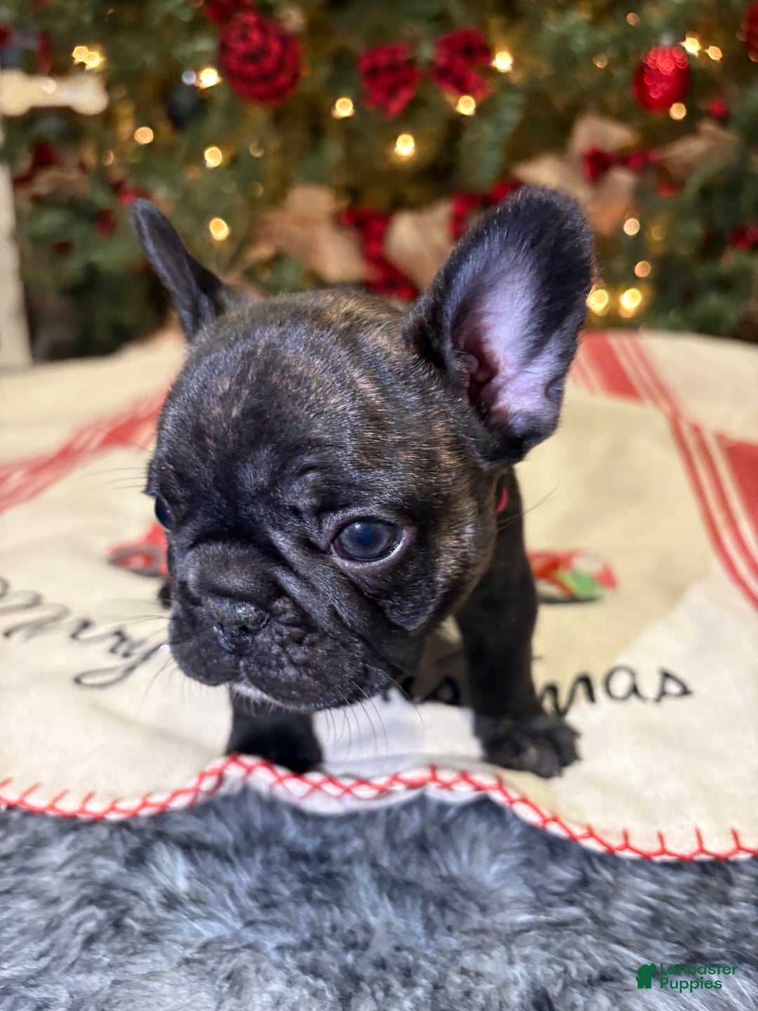French Bulldog dogs for sale: French Bulldog Puppy 2 female (pink collar) - Ad 7