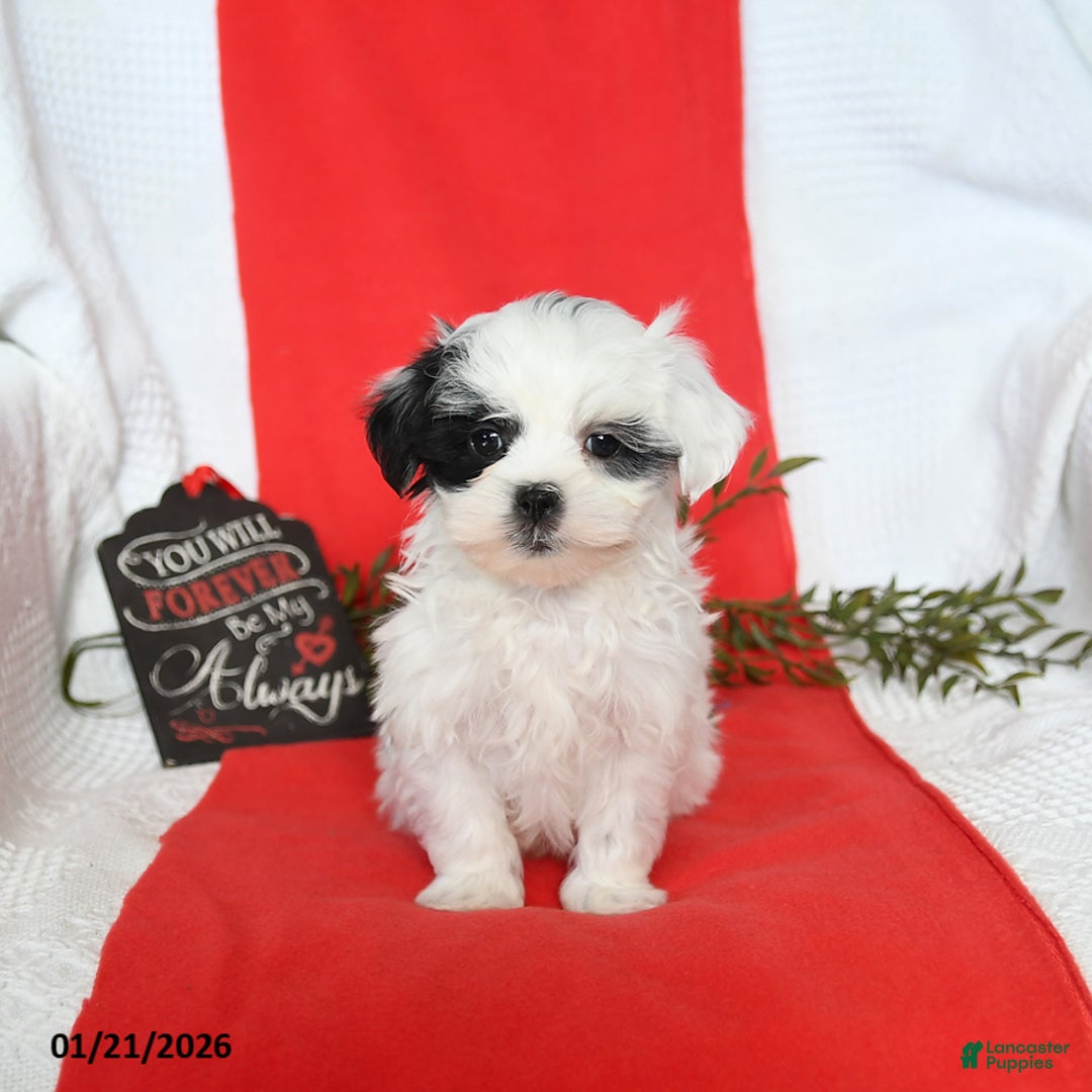 Malshi dogs for sale: Sunny   - Ad 2