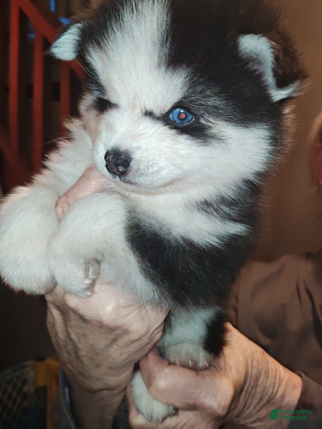 Pomsky dogs for sale: Rover - Ad 1