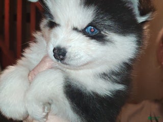 Pomsky dogs Rover - Ad 17