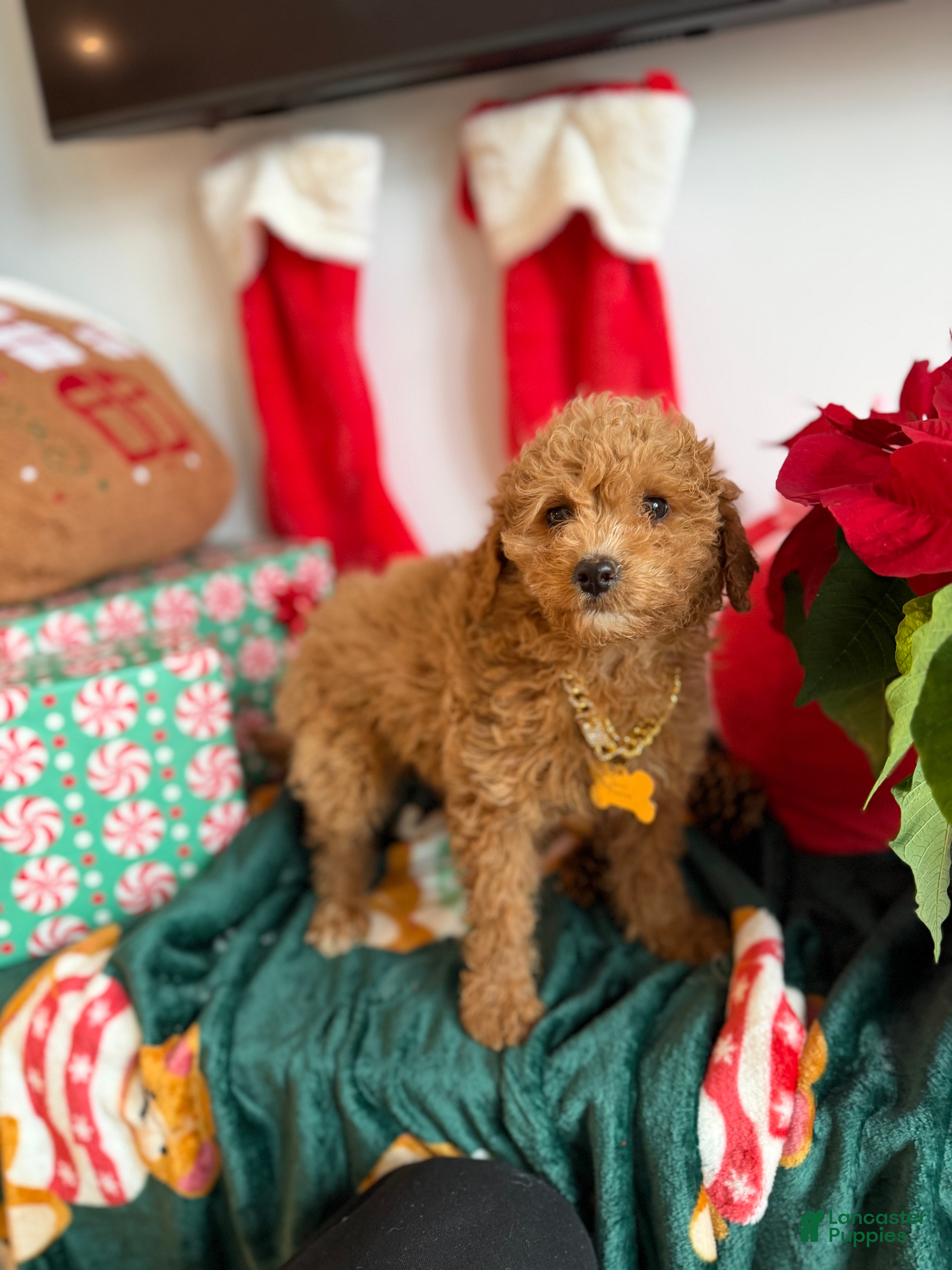 Mixed Breed dogs Max - Ad 39