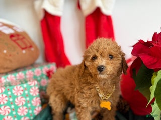 Mixed Breed dogs Max - Ad 39