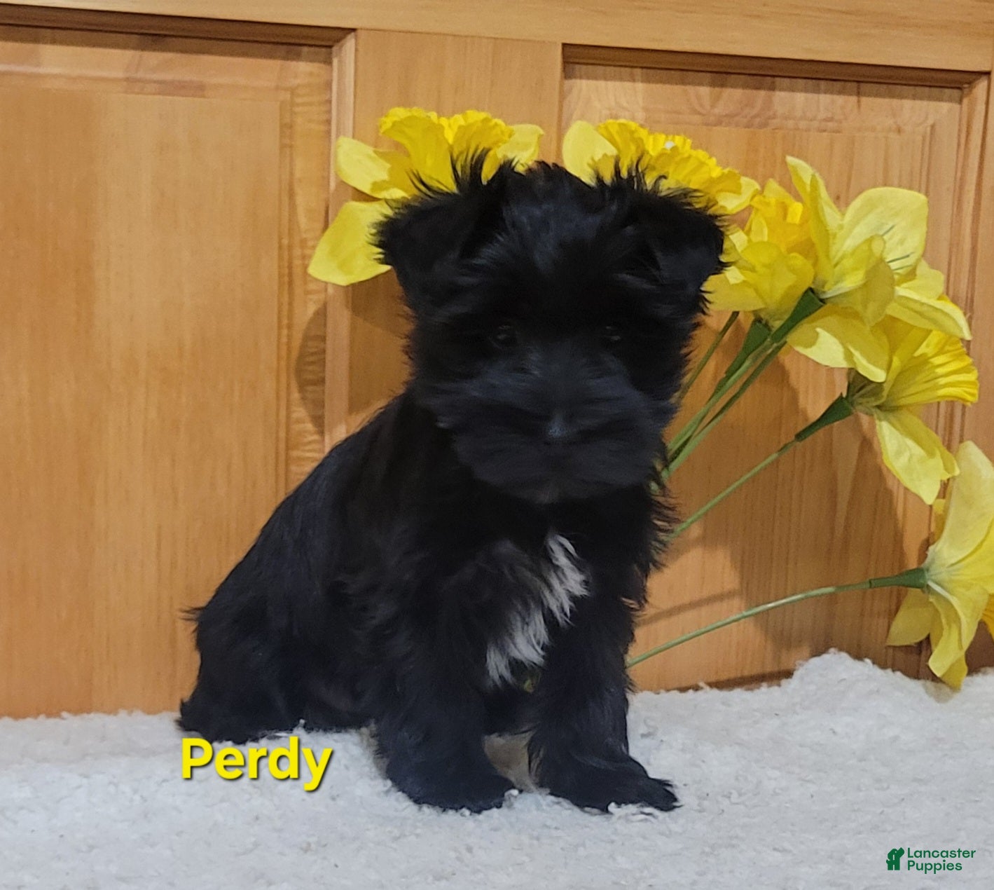 Morkie dogs Perdy - Ad 2