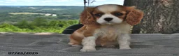 Cavalier King Charles Spaniel dogs for sale: Miley   - Ad 4