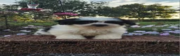 Teddy Bear dogs for sale: Connie - Ad 3