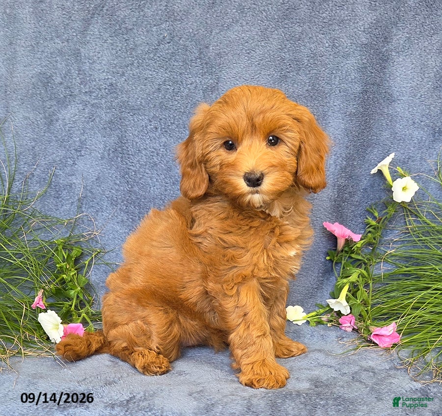 Cavapoo dogs Trinity - Ad 1
