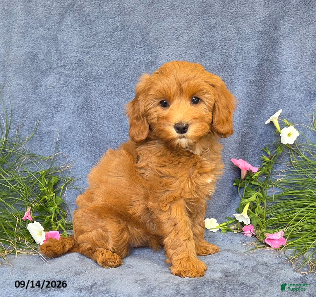 Cavapoo dogs for sale: Trinity - Ad 1