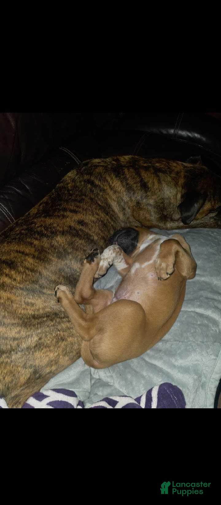Mixed Breed dogs for sale: Mixed Breed 6 - Ad 31