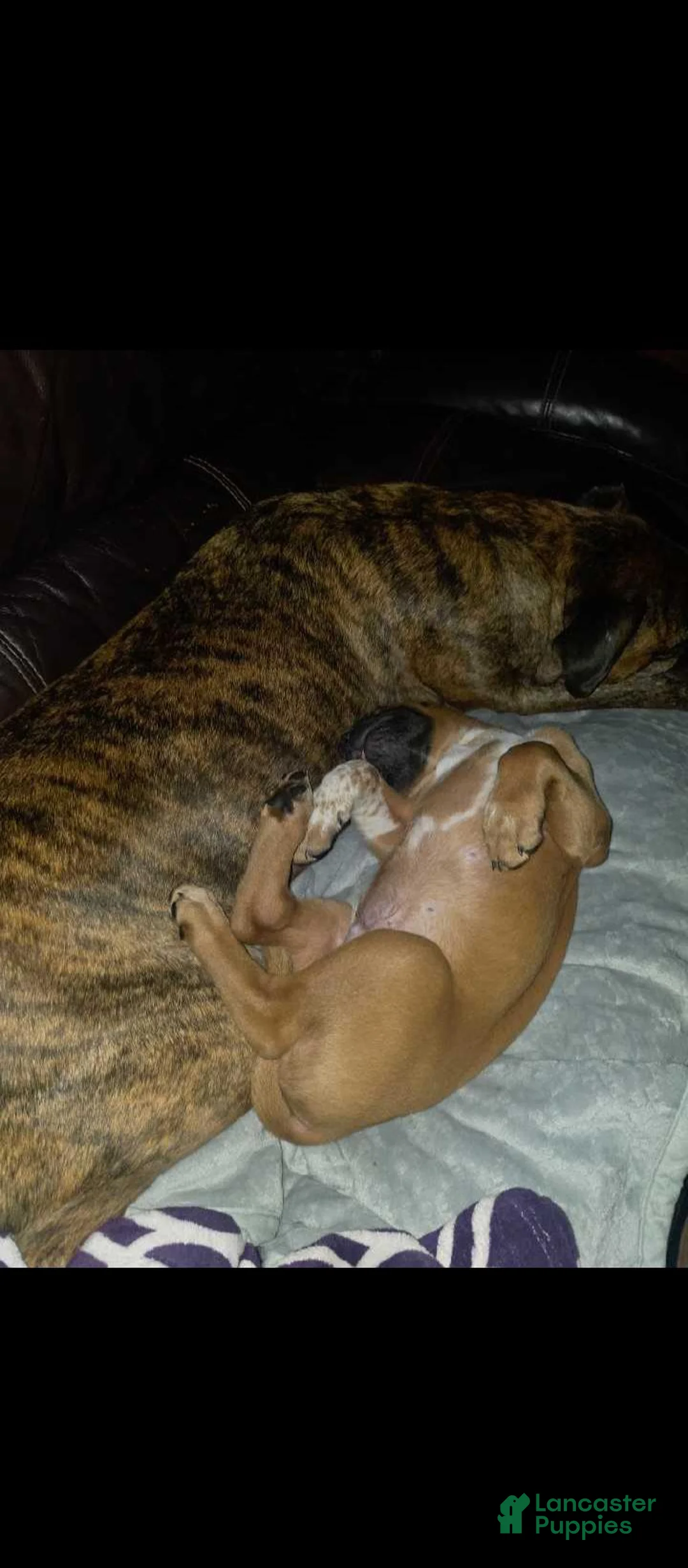 Mixed Breed dogs for sale: Mixed Breed 6 - Ad 1