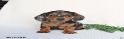 Miniature Dachshund dogs for sale: Digger - Ad 3