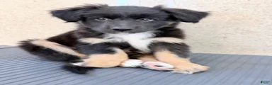 Maggie