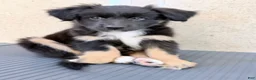 Australian Shepherd dogs for sale: Maggie - Ad 4