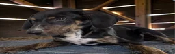Catahoula Leopard Dog dogs for sale: Tracy II 2026 Female 1 - Ad 5