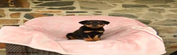 Rottweiler dogs for sale: Napoleon - Ad 2