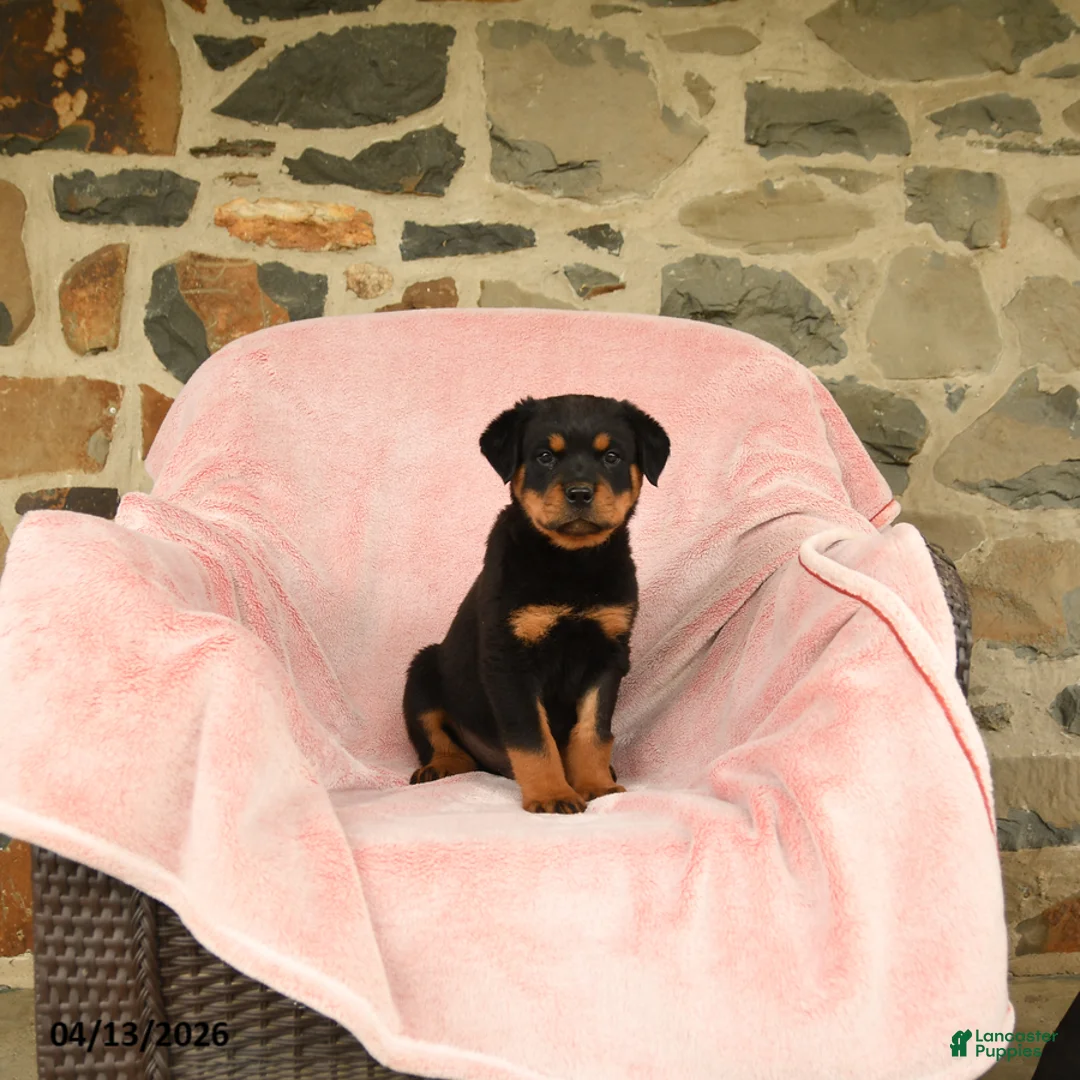 Rottweiler dogs for sale: Napoleon - Ad 2