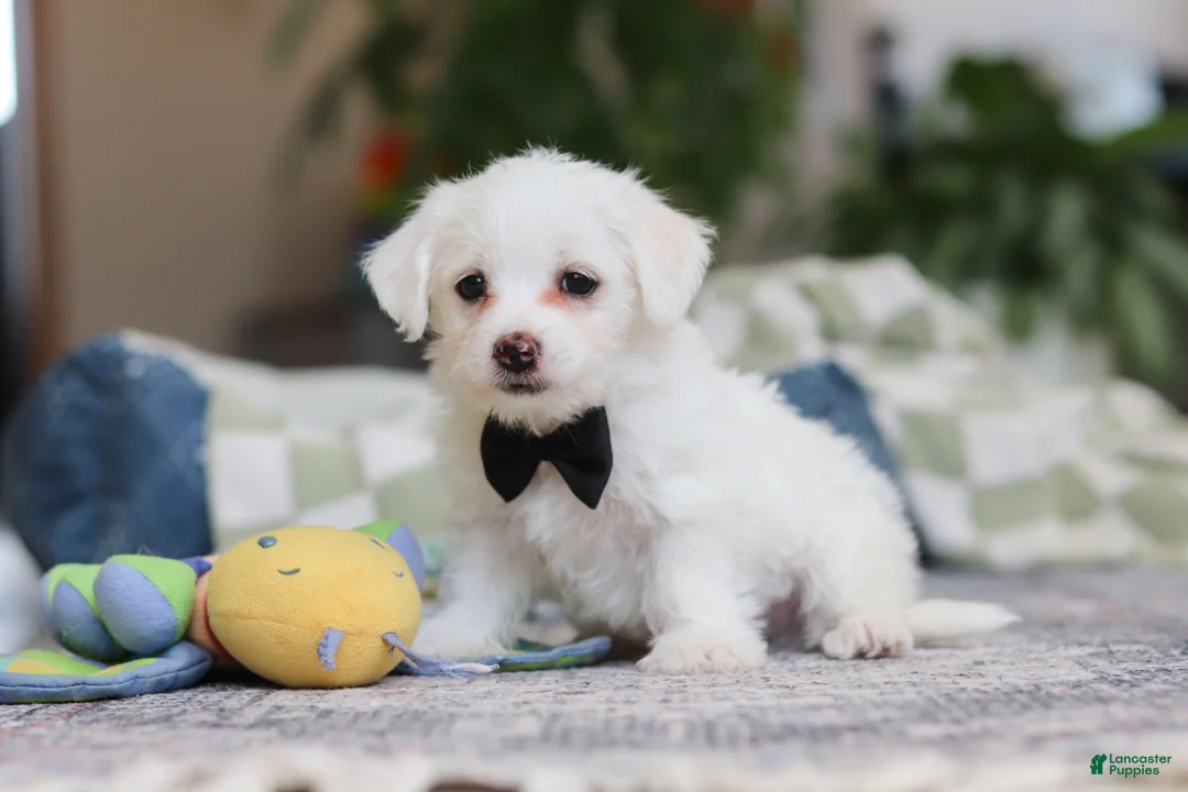 Morkie dogs for sale: Eddy - Ad 3