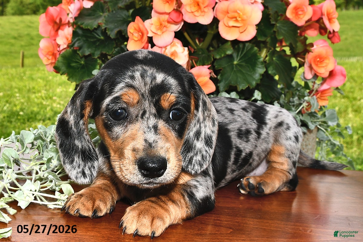 Miniature Dachshund dogs Dixie - Ad 2