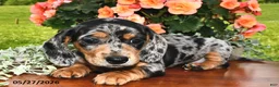 Miniature Dachshund dogs for sale: Dixie - Ad 2