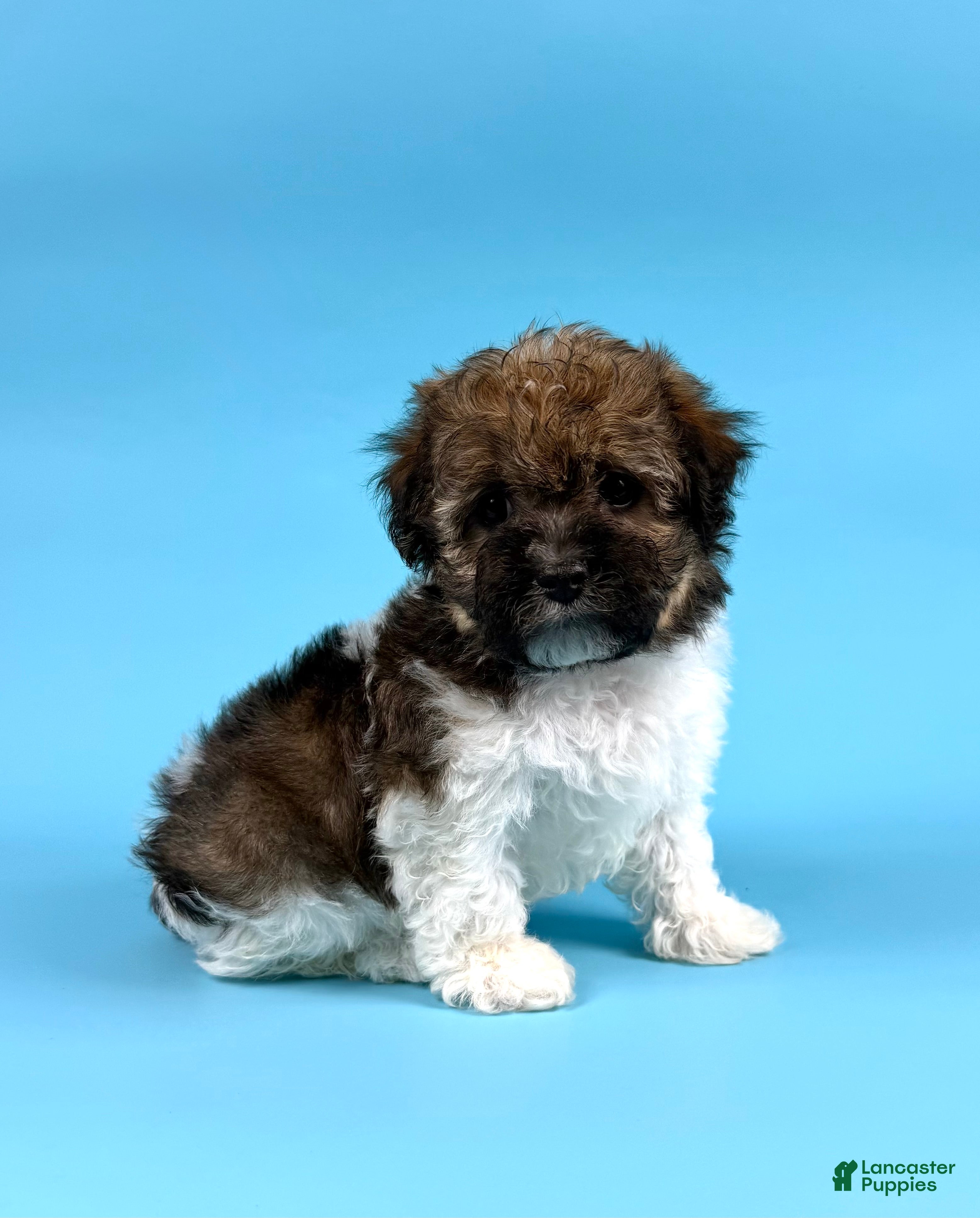 Havanese dogs DEXTER - Ad 1