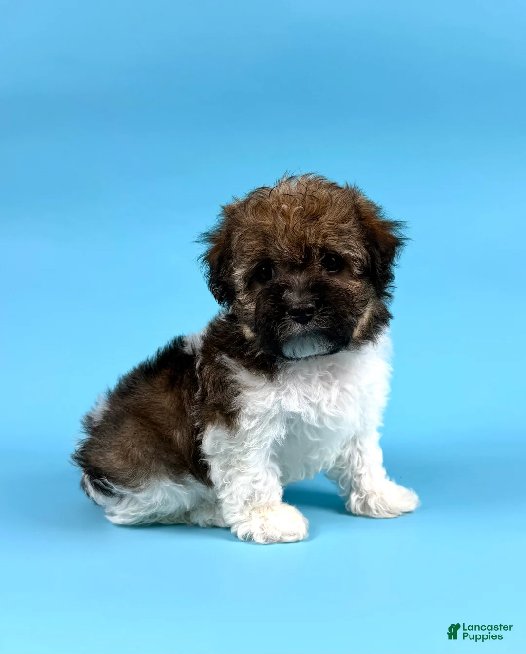 Havanese dogs for sale: DEXTER - Ad 1
