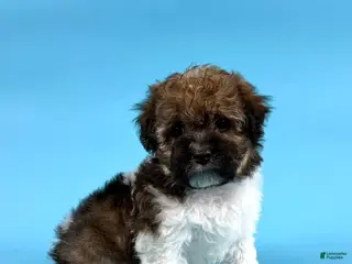 Havanese dogs for sale: DEXTER - Ad 1