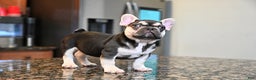 French Bulldog dogs for sale: Carmen  - Ad 4
