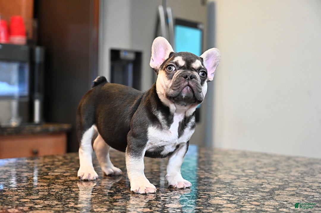 French Bulldog dogs for sale: Carmen  - Ad 4