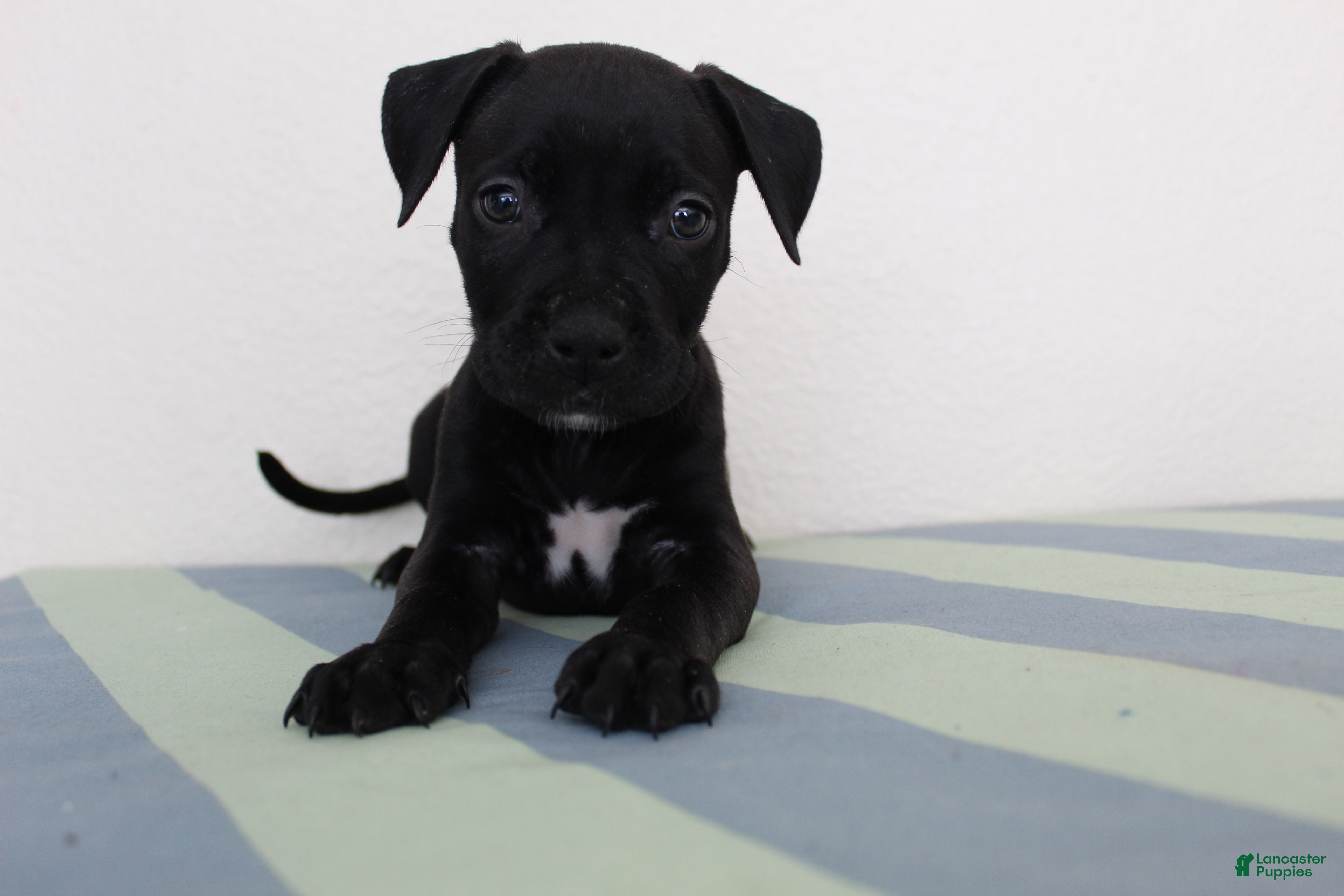 American Bully dogs American Bully 6 - Ad 14