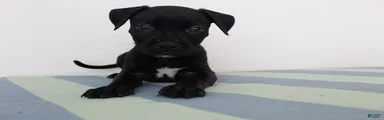 American Bully 6