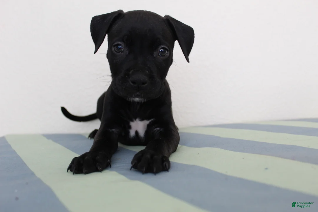 American Bully dogs for sale: American Bully 6 - Ad 1
