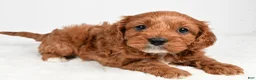 Cavapoo dogs for sale: Rolo - Ad 5