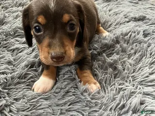 Miniature Dachshund dogs Akc Rhonda - Ad 3