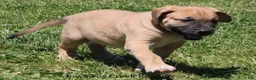 Mixed Breed dogs for sale: Bubba - Ad 9