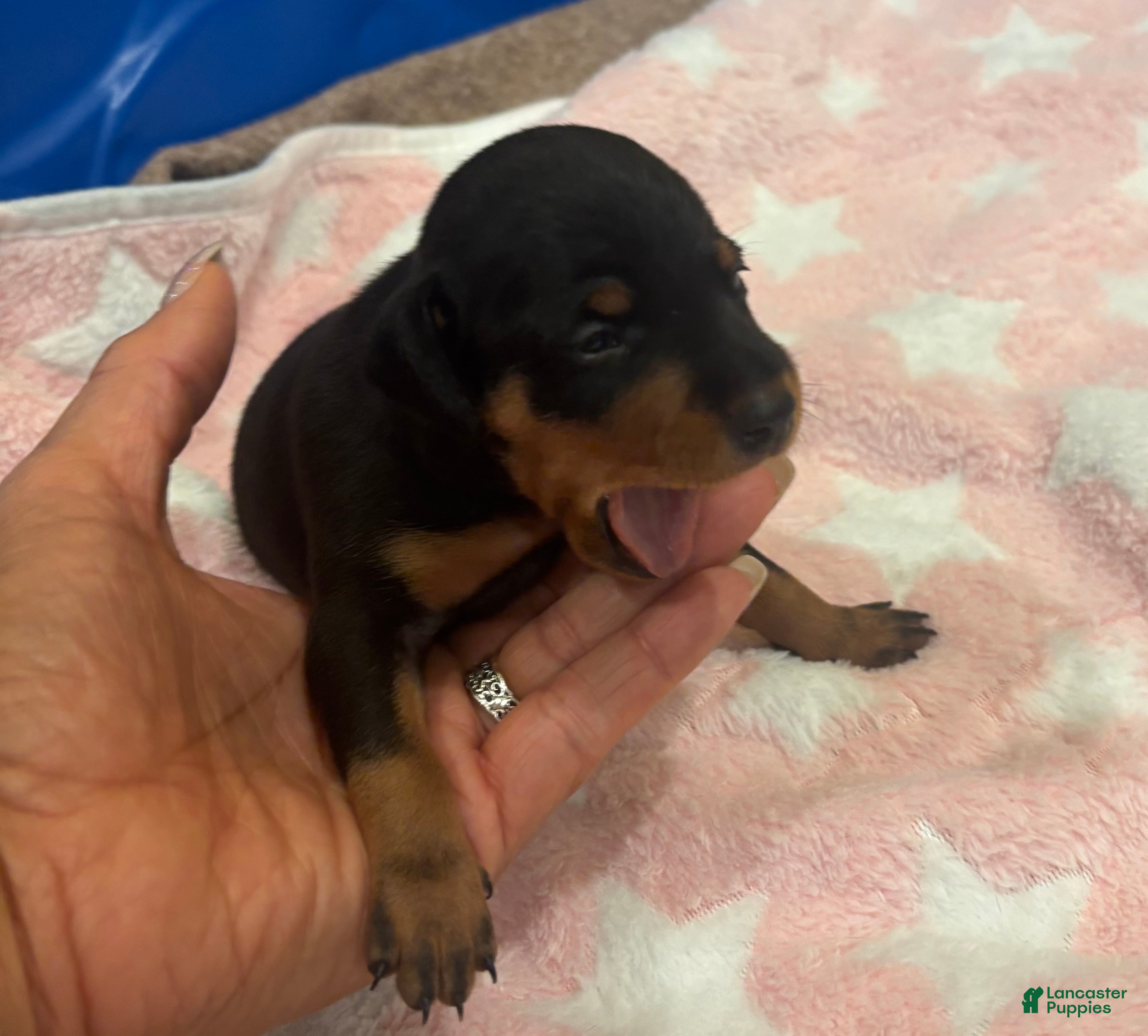 Miniature Pinscher dogs Reese - Ad 27