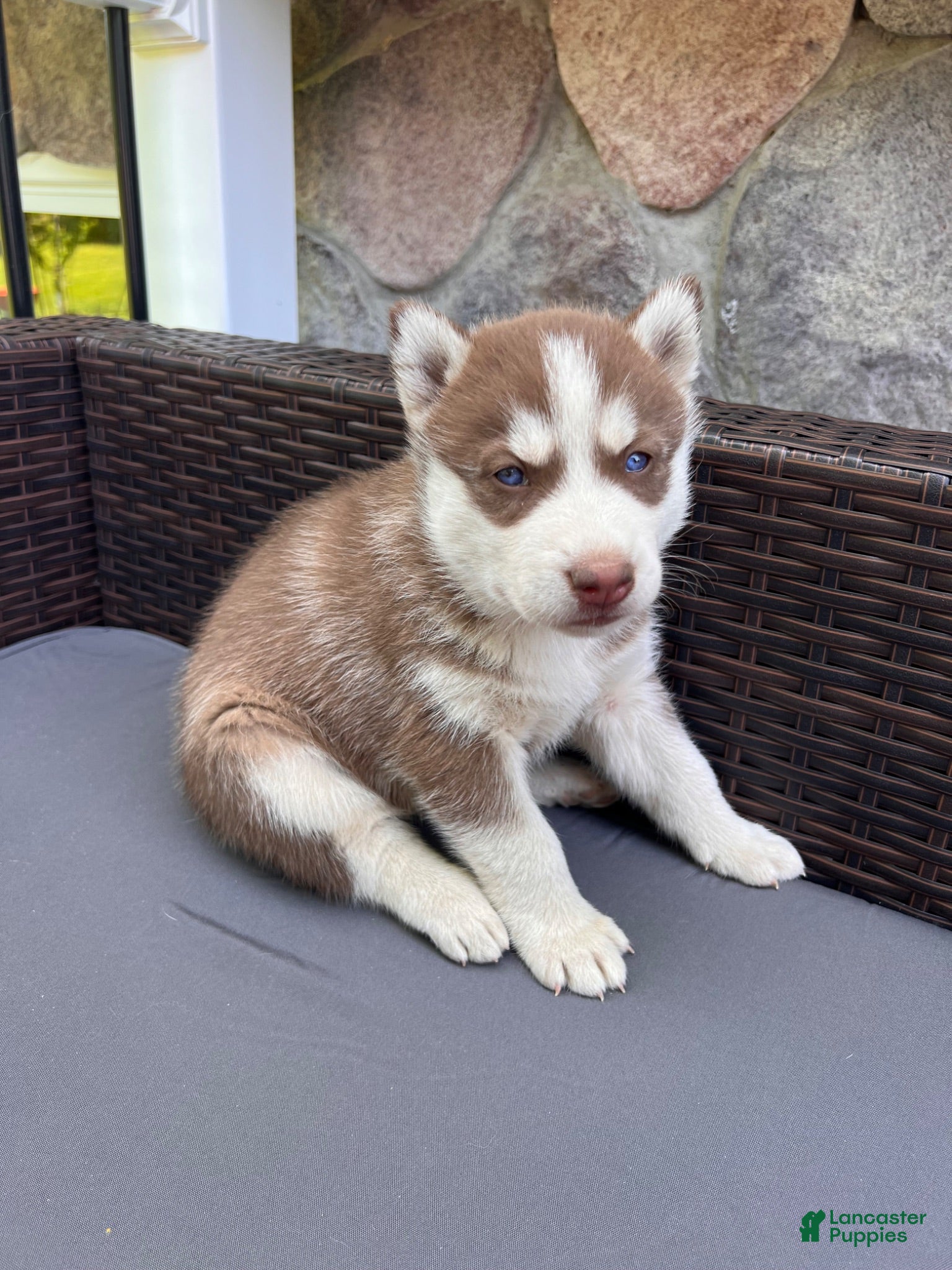Siberian Husky dogs Max  - Ad 1