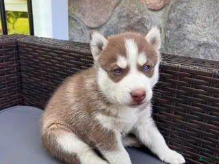 Siberian Husky dogs for sale: Max - Ad 2