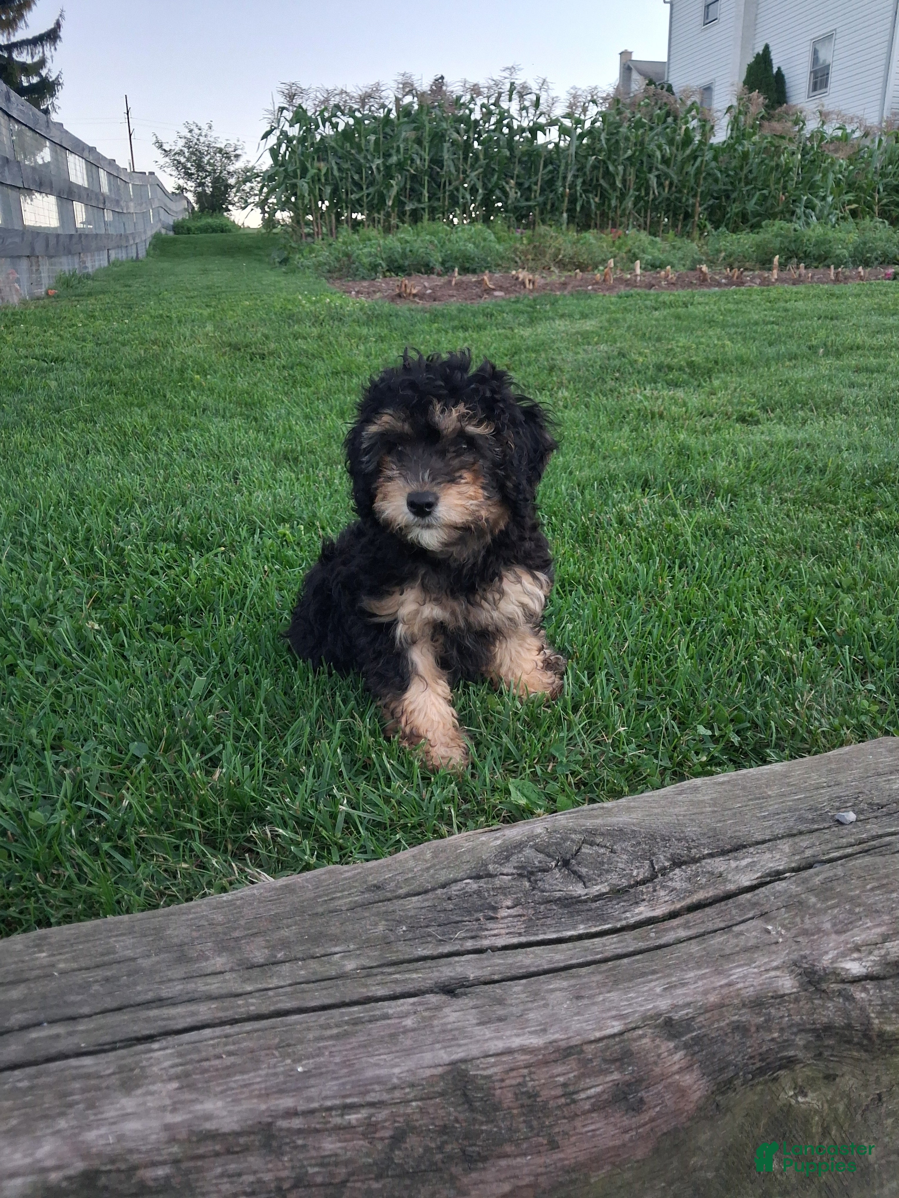 Miniature Poodle dogs Abby - Ad 2