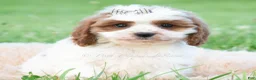 Cavapoo dogs for sale: Arlo - Ad 2
