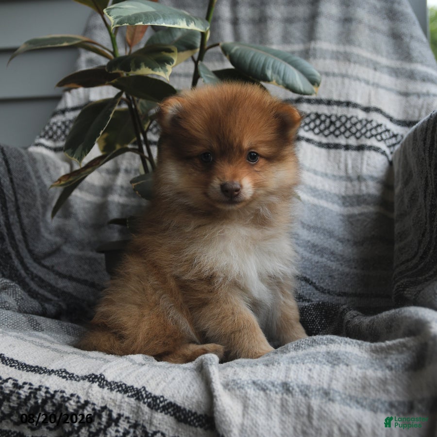 Pomeranian dogs Wooton - Ad 2