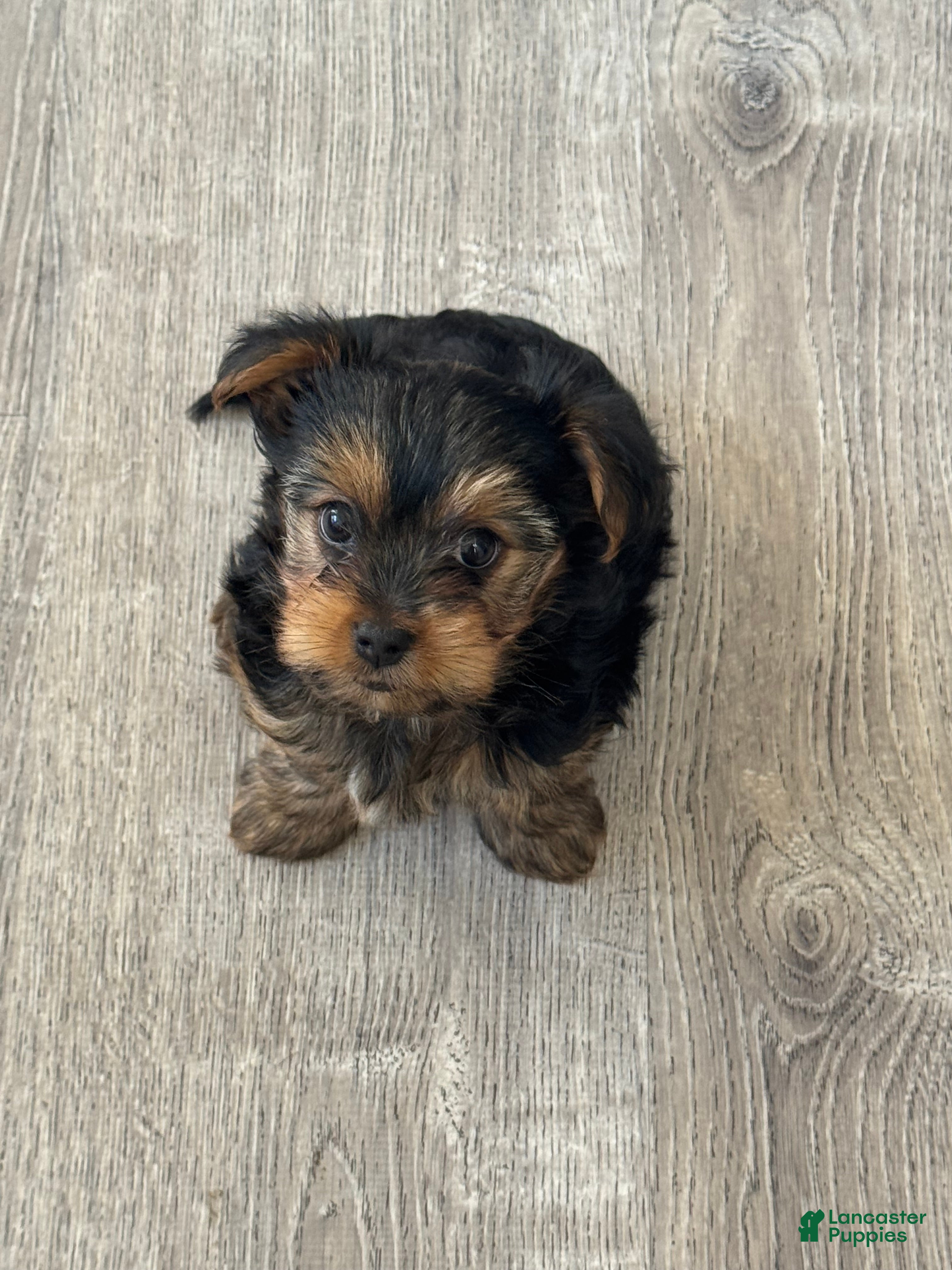 Yorkshire Terrier dogs Yorkshire Terrier Puppy 1 - Ad 3